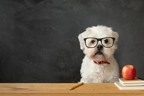 7 Things to Check Before Choosing Dog Boarding Services