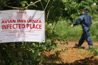 avian flu sign