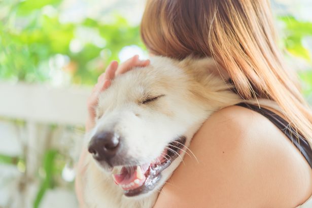 Seeking urgent veterinary care for your pet: When and how to respond